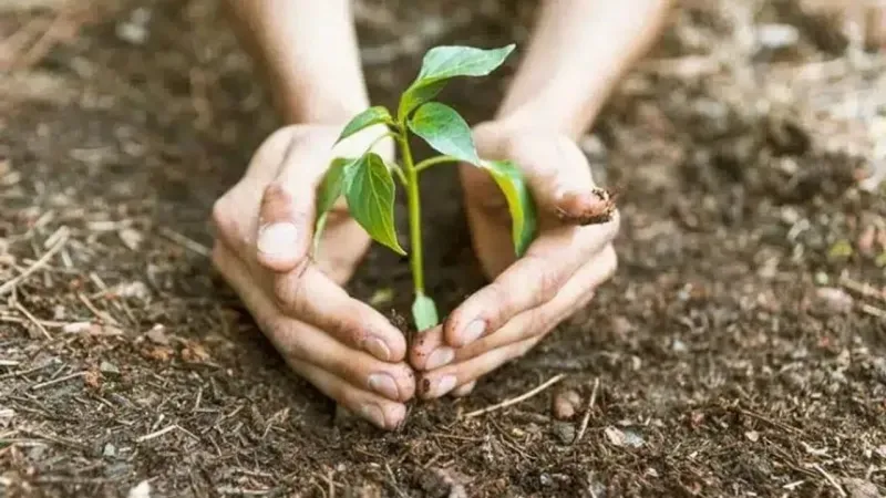 İzmir, yerli fidelerle kışlık sebze üretiminde gücüne güç katıyor