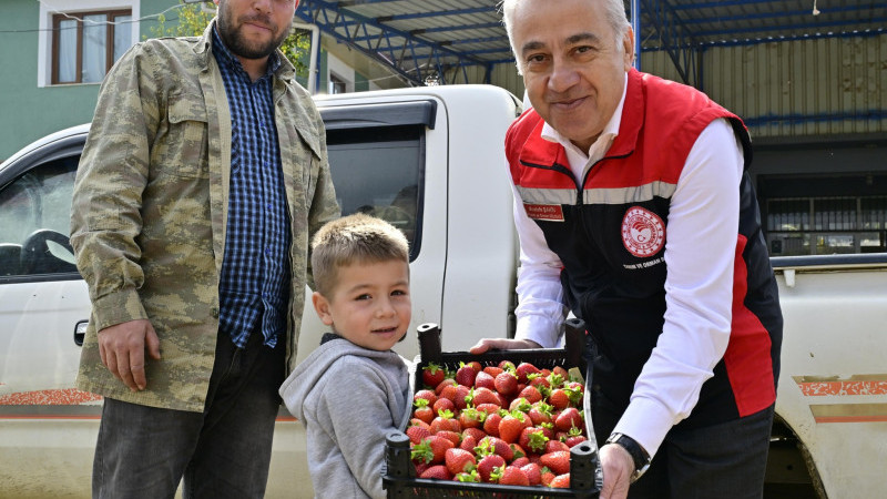 Ödemiş’te organik çilek hasadı başladı