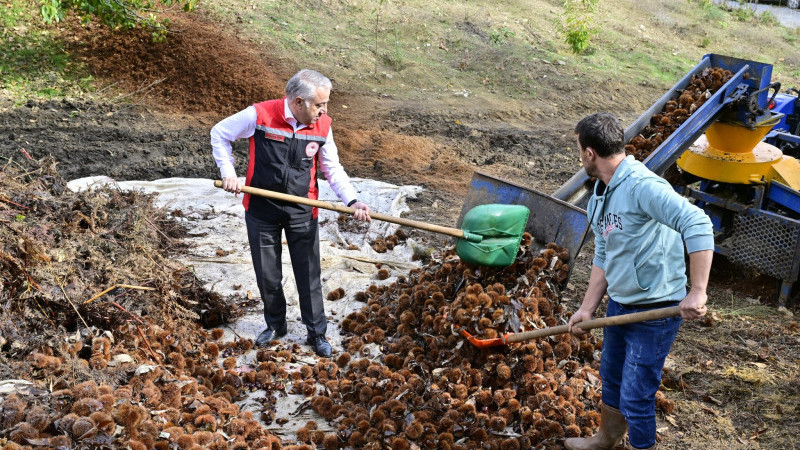 Ödemiş’te Kestane Hasadı Tamamlandı: 