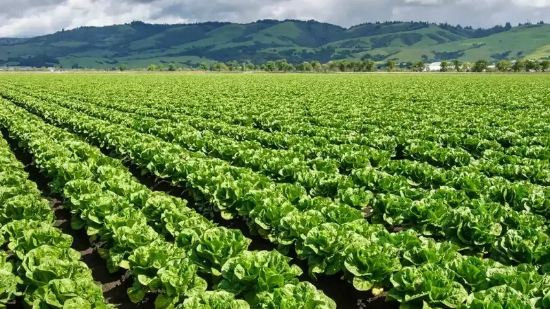 Bergama’da marul üreticisi isyanda: “Kıvırcığın tanesi 2 lira, satarsam şerefsizim”