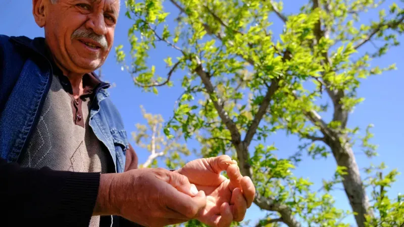 İzmir Tarım ve Orman İl Müdürlüğü'nden zirai don uyarısı!