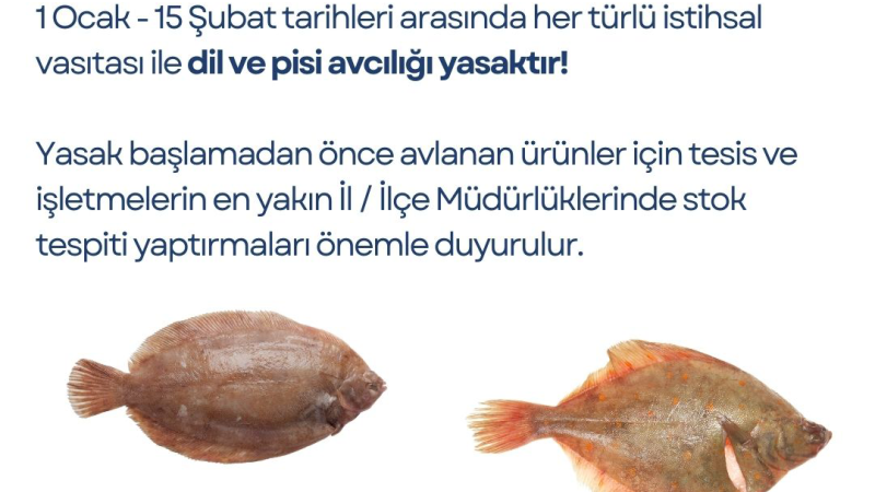 İzmir'de dil ve pisi balığı avcılık yasağı başladı!
