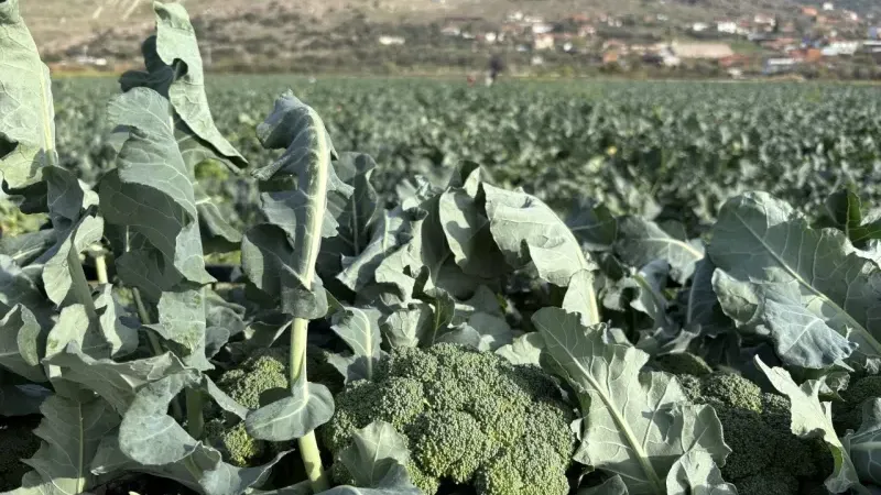 Menemen Ovası’nda brokoli hasadı başladı