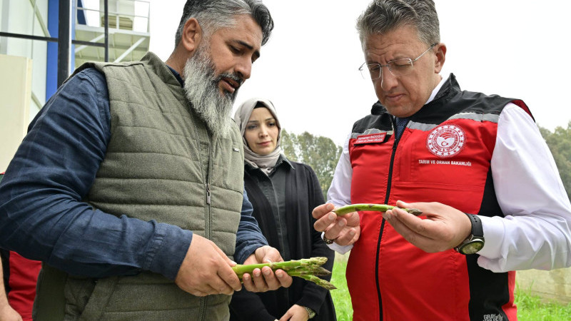 İzmir tarımında kuşkonmaz dönemi: %50 hibeyle üretim başladı