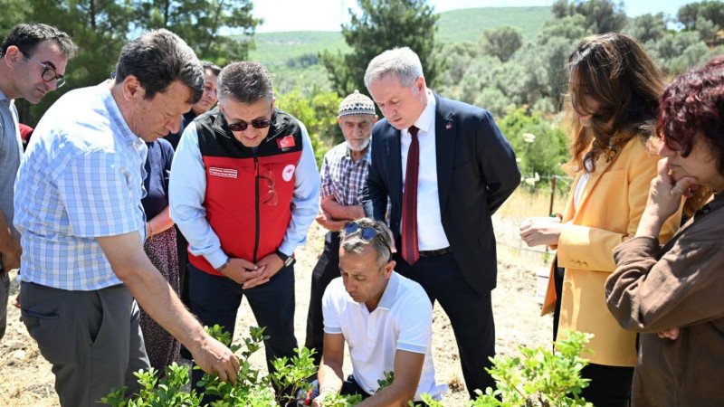 Tarım ve Orman Bakanlığı destekledi, Karaburun'da sakız hasadı başladı